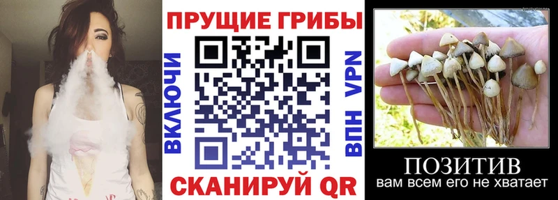 Псилоцибиновые грибы Magic Shrooms  Новороссийск 